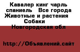 Кавалер кинг чарль спаниель - Все города Животные и растения » Собаки   . Новгородская обл.